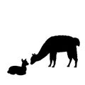 Silhouette of lama alpaca and young little lama alpaca