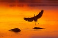 Silhouette of Great Blue Heron landing on rock in water in orange sunset Royalty Free Stock Photo
