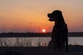 Silhouette of dog of Rottweiler breed that sits on shore of lake and listens to sounds agains background of sunset