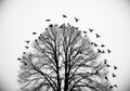 Silhouette of a large bare tree with many birds flying around its branches isolated on white background Royalty Free Stock Photo