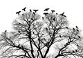 Silhouette of a large bare tree with many birds perched on its branches isolated on white background Royalty Free Stock Photo