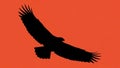 Silhouette of a large bird of prey possibly an eagle against an orange Royalty Free Stock Photo