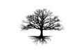 Silhouette of a Bare Tree with Intricate Roots Royalty Free Stock Photo
