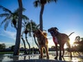 silhouette of a large dog Royalty Free Stock Photo