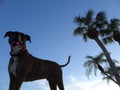 silhouette of a large dog Royalty Free Stock Photo