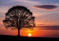 Silhouette of a large, leafless tree against a sunset backdrop. The Royalty Free Stock Photo