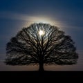 A silhouette of a large leafless tree dominates the image set Royalty Free Stock Photo