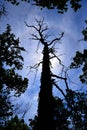 Silhouette of large leafless tree with sun halo Royalty Free Stock Photo