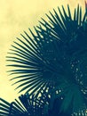 Silhouette of large palm fronds Royalty Free Stock Photo