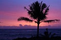 A silhouette of a large Palm Tree against a stunning sunset of pink, purple and blues standing in front of the Pacific Ocean Royalty Free Stock Photo