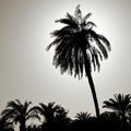 Silhouette of a large palm tree in the back light, photographed on the beach of Aqaba, Jordan Royalty Free Stock Photo