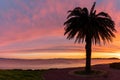 Silhouette of a large palm tree on the beach at sunset under a colorful sky Royalty Free Stock Photo