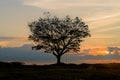 Silhouette Large Samanea saman tree with sunset