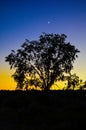 Silhouette of a large Siberian elm against the southwest sunset beneath the crescent Moon