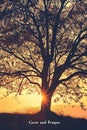 Silhouette of a large tree with spreading branches at sunset, with inspirational text Grow and Prosper overlaid