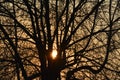 Silhouette of a large tree with the sun in the crown, desighn for wallpaper, calendar or poster. Royalty Free Stock Photo