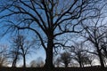 Silhouette of a large tree with winding bare branches at blue hour with the blue evening sky Royalty Free Stock Photo