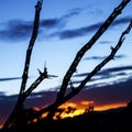 The silhouette of the lattice skeleton of a dead cholla cactus in the desert southwest