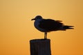 Silhouette of a Laughing Gull at Sunset - Florida