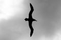 Silhouette Of A Laysan Albatross In Flight At James Campbell National Wildlife Refuge, Oahu, Hawaii, USA