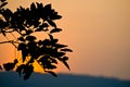 Silhouette of leaf