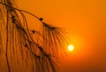 Silhouette leaf pine at sunset