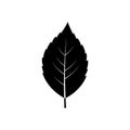 Silhouette of a leaf with a pointed tip and serrated edges, centere Royalty Free Stock Photo