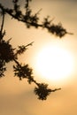 Silhouette leaf shapes in sunset