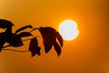 Silhouette Leaf at sunset time