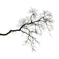 Silhouette Of A Leafless Branch