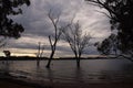 Silhouette Leafless dead tree standing in the Bowna Waters Reserve natural parkland on the foreshore of Lake Hume, Albury, NSW.