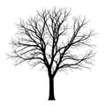 Silhouette of a leafless deciduous tree against a white background Royalty Free Stock Photo