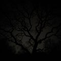Silhouette of a Leafless Tree Against a Starry Night Sky Royalty Free Stock Photo