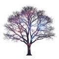 Silhouette of a leafless tree against a white background, with branches spreading Royalty Free Stock Photo