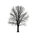 And white contrast emphasizes the tree s detailed shape and structure Royalty Free Stock Photo