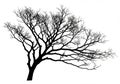 Silhouette of a leafless tree against a white background. The tree Royalty Free Stock Photo