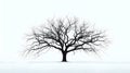 Silhouette of a Leafless Tree Against a White Background Royalty Free Stock Photo