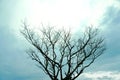 Silhouette leafless tree with clouds sky with blue color tone