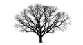 Silhouette of a leafless tree with a complex network of branches against a white