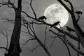 Silhouette of a leafless tree with a crow perched on a branch at night with a full moon Royalty Free Stock Photo