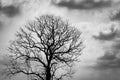 Silhouette leafless tree. Silhouette dead tree on dark dramatic sky and clouds background for scary or death. Halloween day