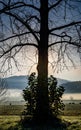 Silhouette of leafless tree at sunrise with mist and mountains Royalty Free Stock Photo