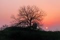 Silhouette of leafless tree at sunset with pink sky and setting sun on the horizon.