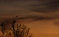 Silhouette leafless tree and sunset sky. Dead tree on dark sunset sky. Romantic and tranquil scene. Dead tree against orange Royalty Free Stock Photo