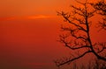 Silhouette leafless tree and sunset sky. Dead tree on red sunset sky background. Romantic and tranquil scene. Beautiful branches Royalty Free Stock Photo