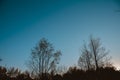 Silhouette of leafless trees with a clear blue sky in the background Royalty Free Stock Photo