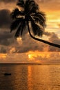 Silhouette of leaning palm tree at sunrise on Taveuni Island, Fiji Royalty Free Stock Photo