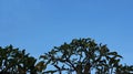 Silhouette leaves on the branch and blue sky.