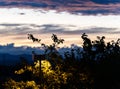 Silhouette of leaves at sunset, orange sky with clouds