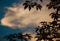 Silhouette leaves of a traditional tree with cloudy sky background